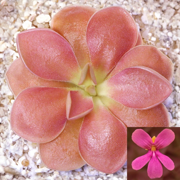 Pinguicula 'Kewensis' Mexican Butterwort Curious Plant