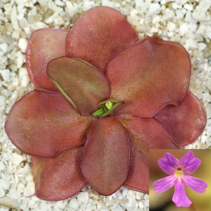 Pinguicula emarginata x elizabethiae  Large Red Carnivorous Butterwort