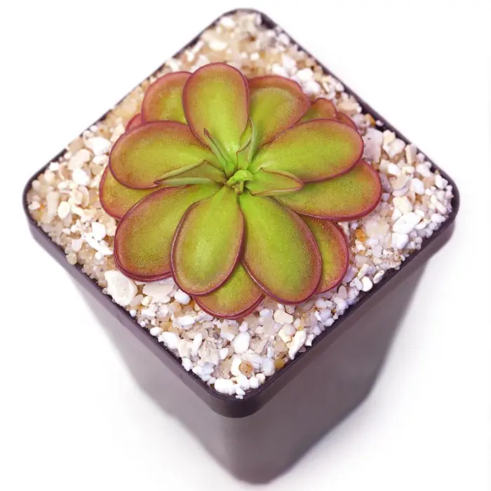 Pinguicula laueana CP2 x emarginata Butterwort Carnivorous Plants