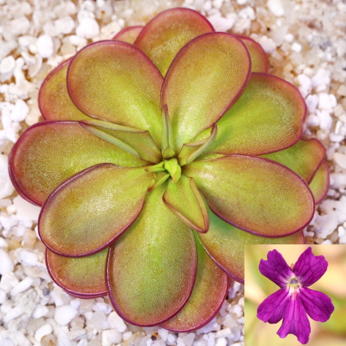 Pinguicula laueana CP2 x emarginata Butterwort Carnivorous Plants