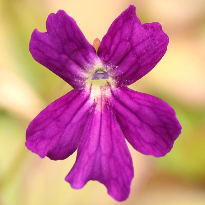 Pinguicula laueana CP2 x emarginata Butterwort Carnivorous Plants