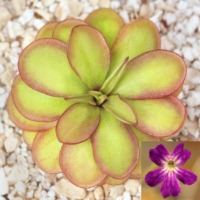 Pinguicula laueana x emarginata