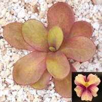 Pinguicula 'Razzberry Blonde'