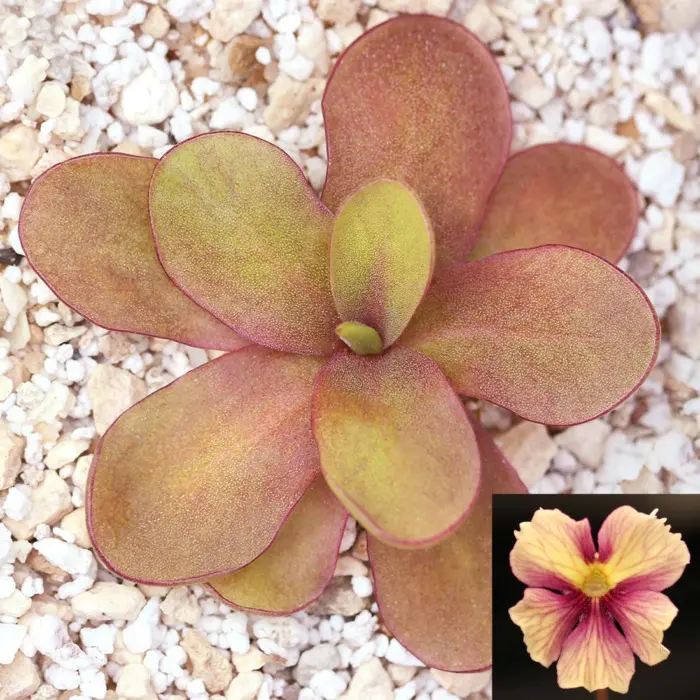 Pinguicula 'Razzberry Blonde' Butterwort Carnivorous Plants