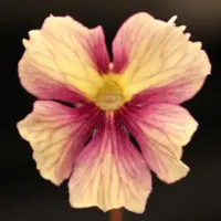 Pinguicula 'Razzberry Blonde' Butterwort Carnivorous Plants