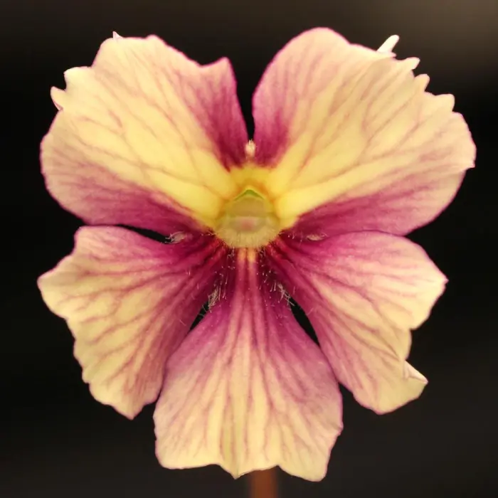 Pinguicula 'Razzberry Blonde' Butterwort Carnivorous Plants