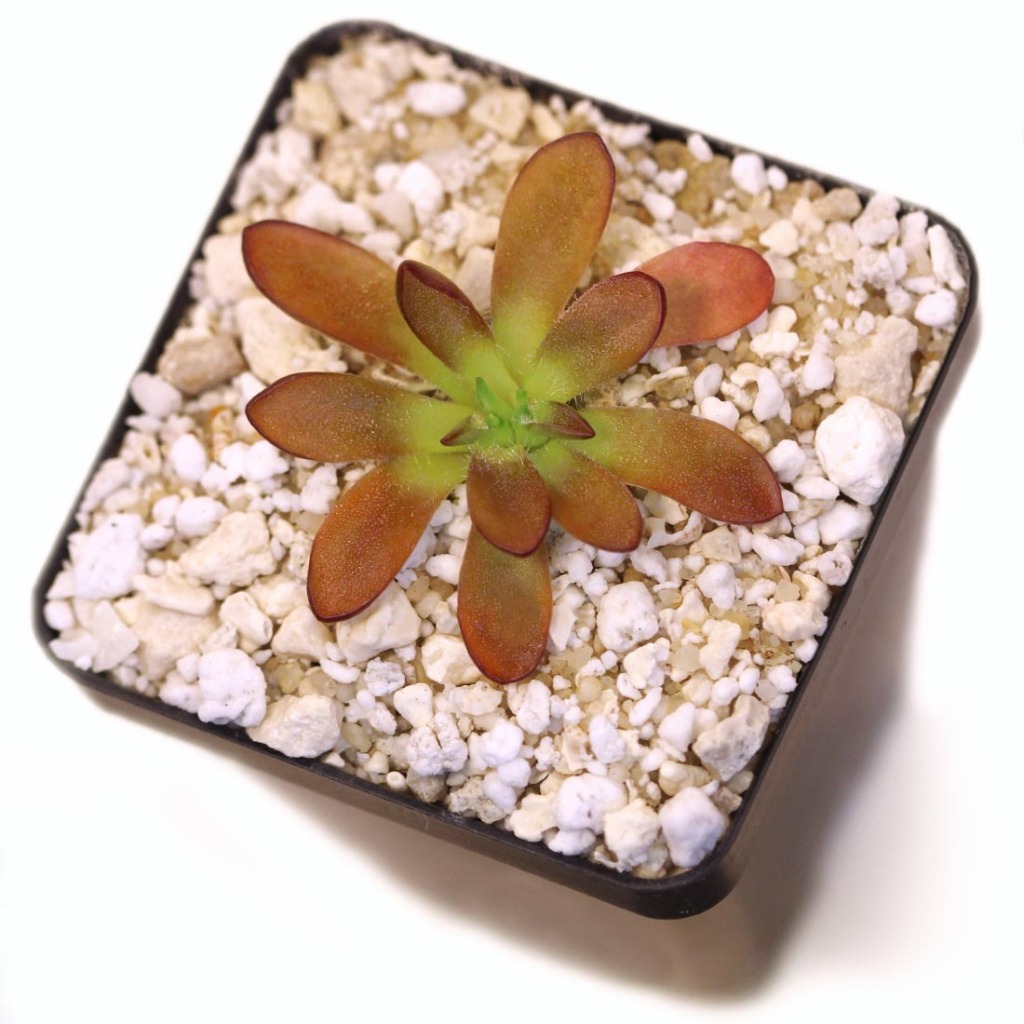 Pinguicula 'BCP Crystal' Mexican Butterwort Curious Plant