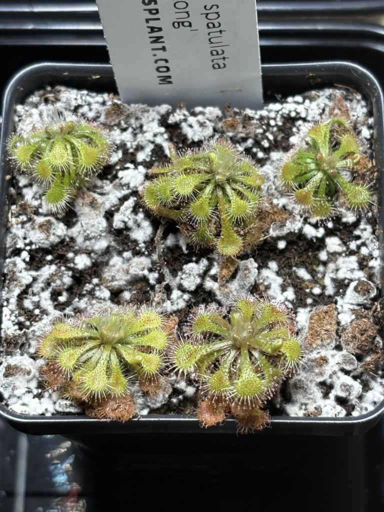 Image #2 from Plague