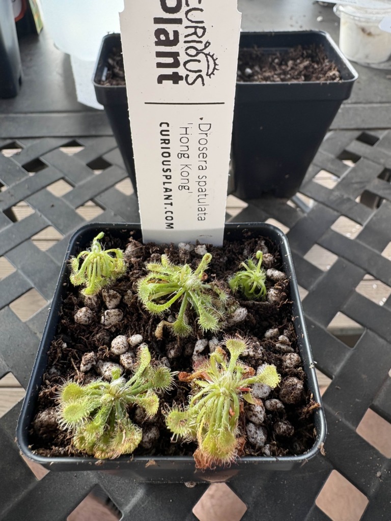 Image #1 from Plague