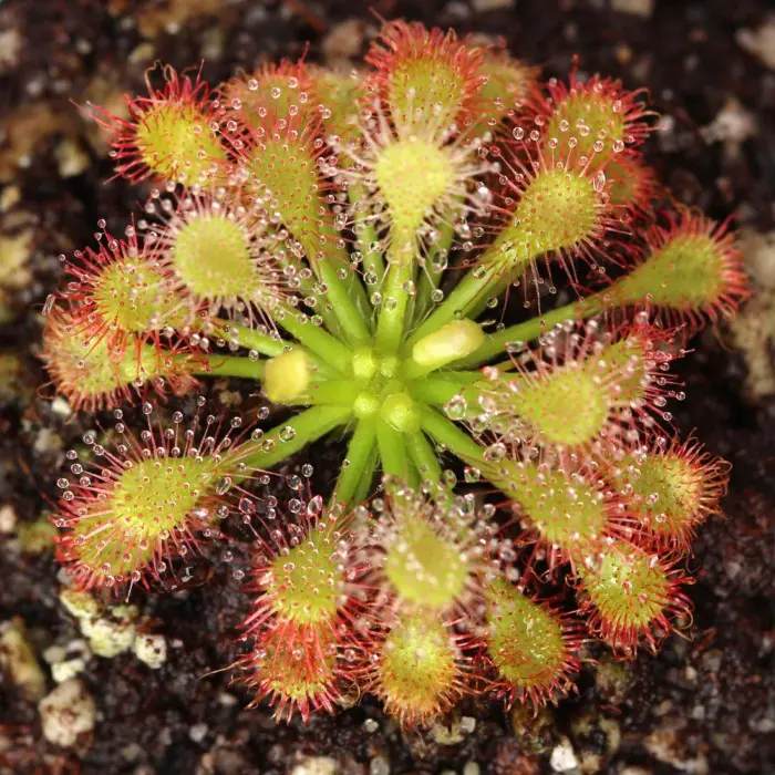 ウスイ　キョウゾウ Drosera capillaris 'Emerald Envy' - Sundew | Curious Plant
