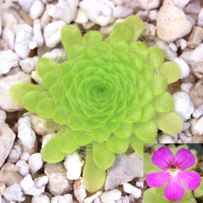 Pinguicula elizabethiae 'Toliman Canyon, Hidalgo, Mexico' Butterwort Carnivorous Plants