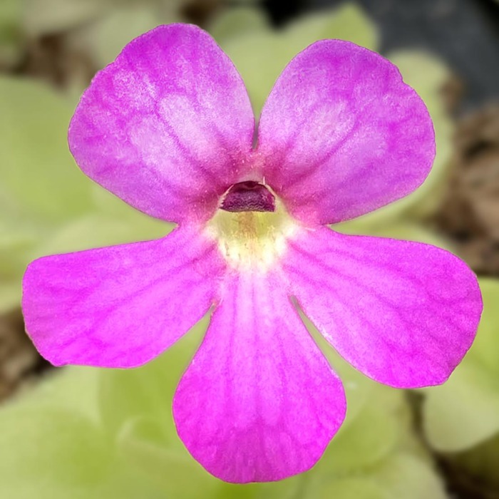 Pinguicula elizabethiae 'Toliman Canyon, Hidalgo, Mexico' Butterwort Carnivorous Plants