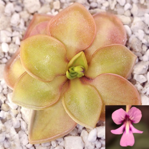 Pinguicula macrophylla x moranensis var. alba Butterwort Carnivorous Plants