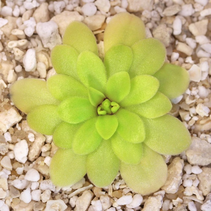 Pinguicula rectifolia 'near Huahuapan, Oax, Mexico' Butterwort Carnivorous Plants