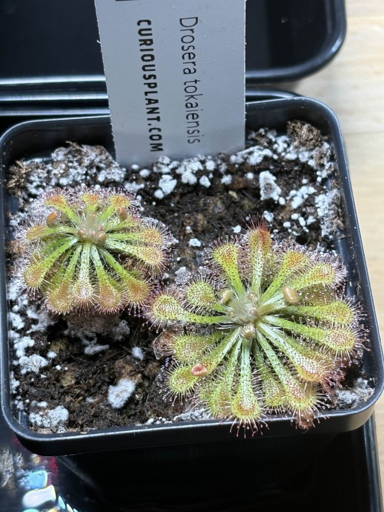 Image #2 from Plague