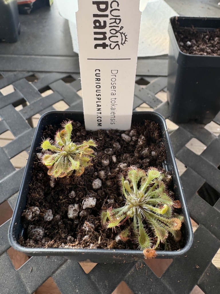 Image #1 from Plague