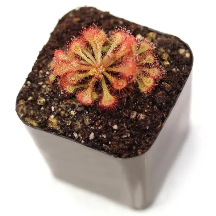 Drosera tokaiensis Sundew Carnivorous Plants