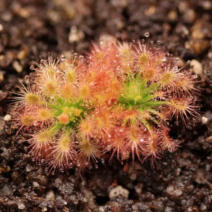 Drosera roseana Pygmy Sundew Carnivorous Plants