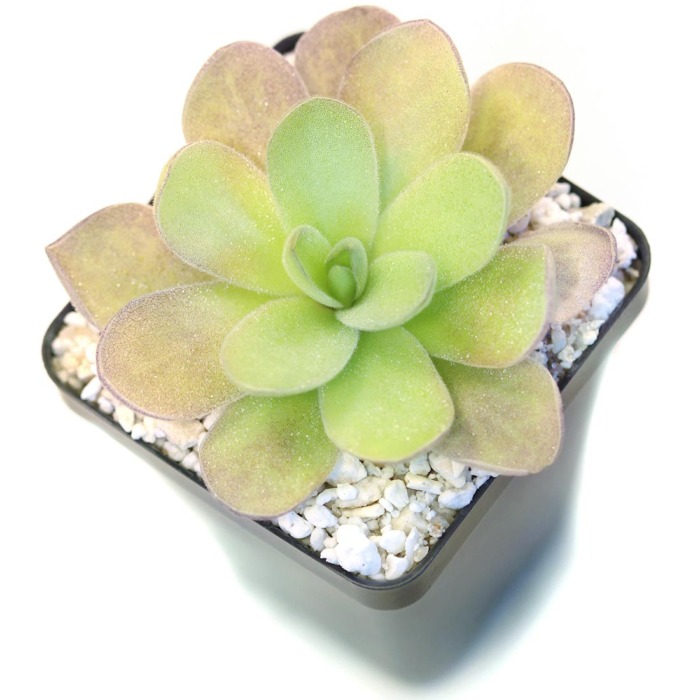 Pinguicula gigantea x cyclosecta Butterwort Carnivorous Plants