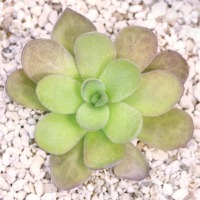 Pinguicula gigantea x cyclosecta