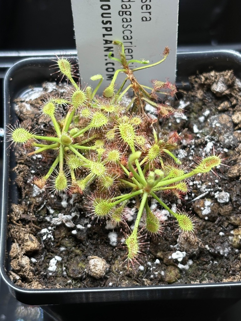 Image #2 from Plague