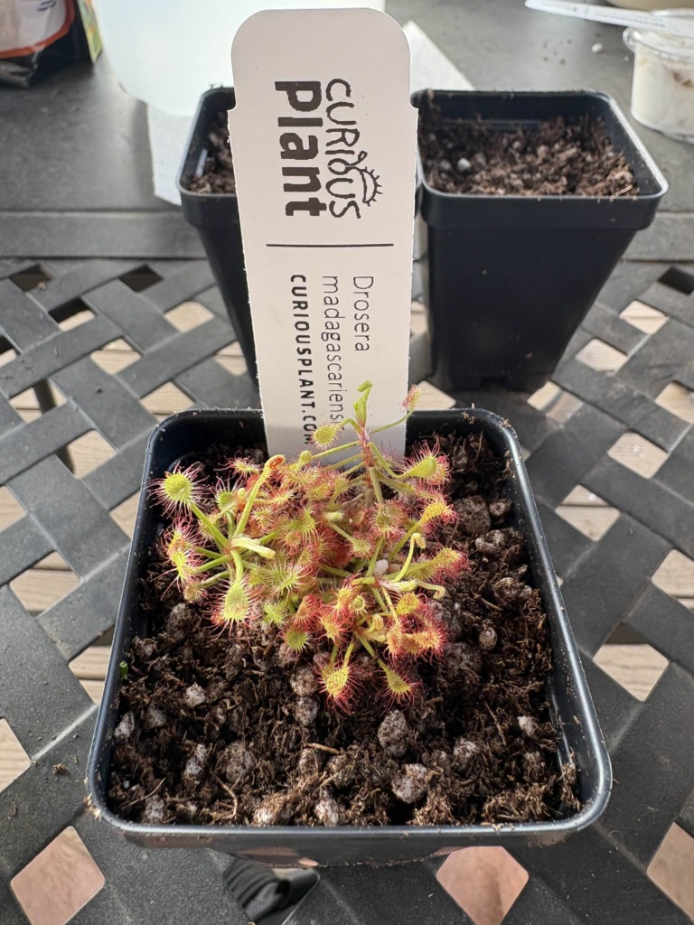 Image #1 from Plague