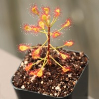 Drosera madagascariensis