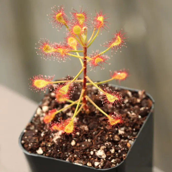 Drosera madagascariensis Sundew Carnivorous Plants