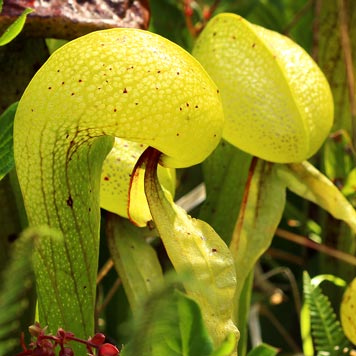 Cobra Plants (Darlingtonia)
