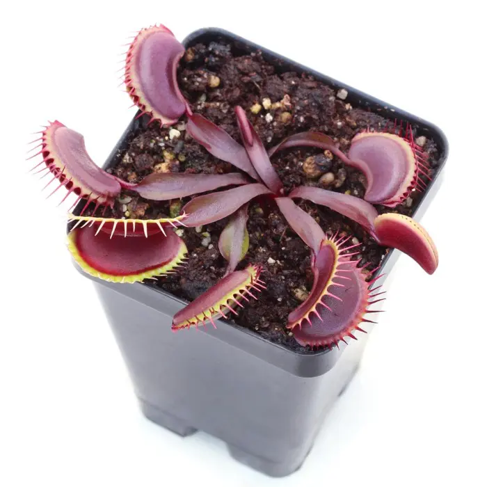 Venus Flytrap 'Maroon Monster' - Dionaea muscipula | Curious Plant
