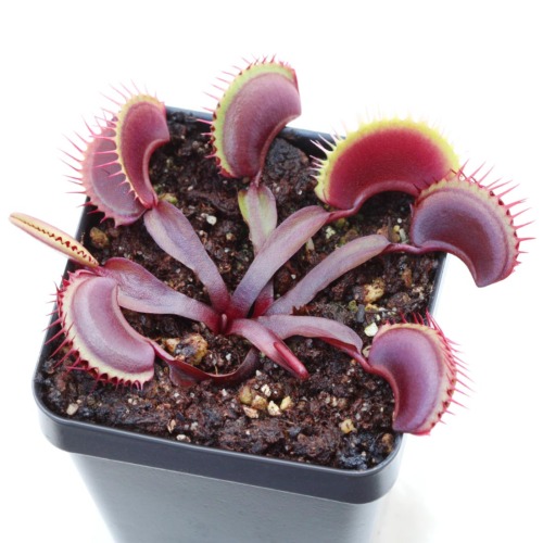 Dionaea muscipula 'Maroon Monster' Venus Flytrap Carnivorous Plants