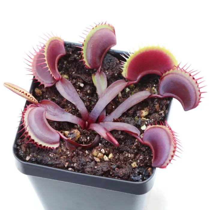 Venus Flytrap 'Maroon Monster' - Dionaea muscipula | Curious Plant