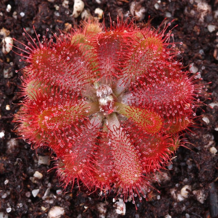 Drosera tomentosa var. tomentosa 'Morro do Jambeiro, Grão Mogol, MG, Brazil' Sundew Carnivorous Plants