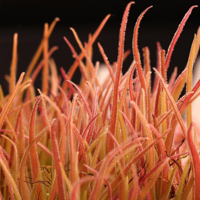 Pinguicula 'Dragon' Butterwort Carnivorous Plants