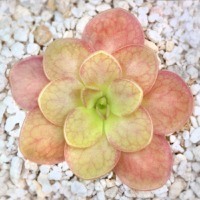 Pinguicula moranensis 'J'