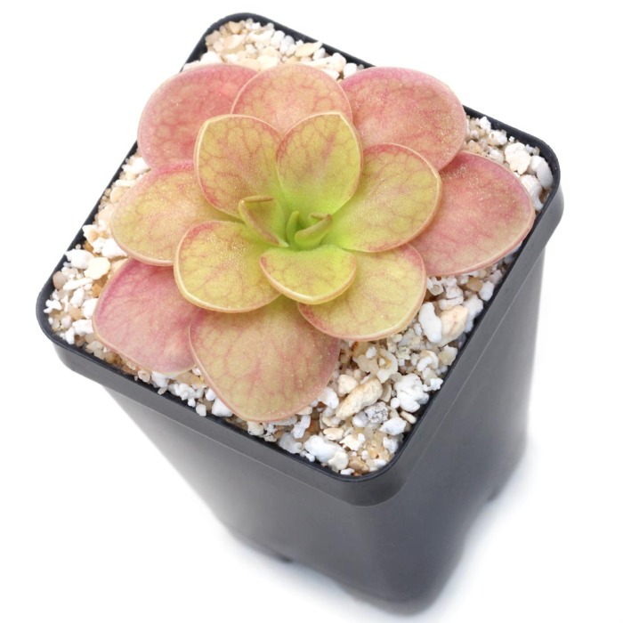 Pinguicula moranensis 'J' Butterwort Carnivorous Plants