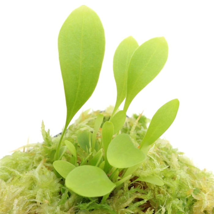 Utricularia alpina Bladderwort Carnivorous Plants