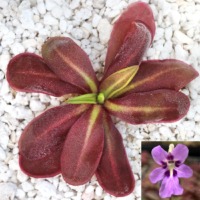 Pinguicula 'ANPA D'