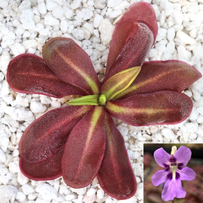 Pinguicula 'ANPA D' Butterwort Carnivorous Plants