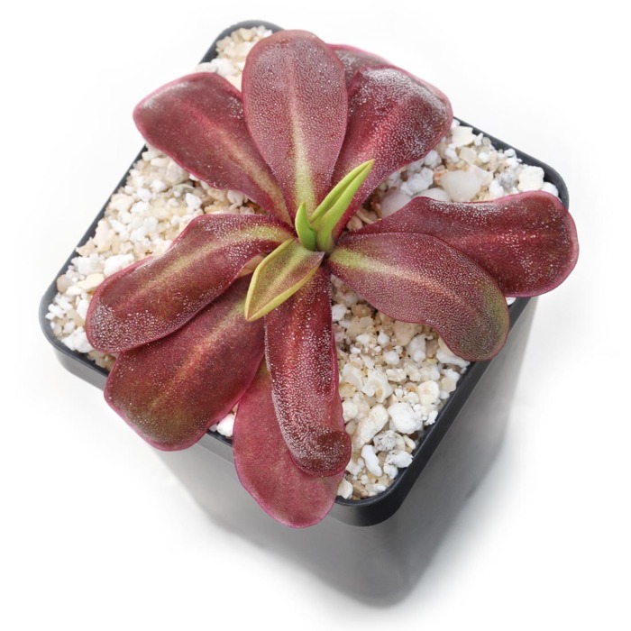 Pinguicula 'ANPA D' Butterwort Carnivorous Plants