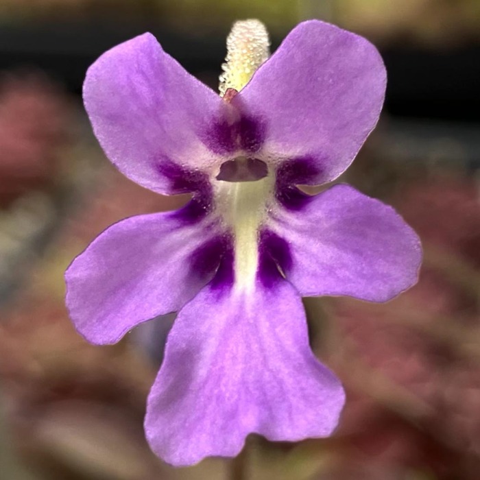 Pinguicula 'ANPA D' Butterwort Carnivorous Plants