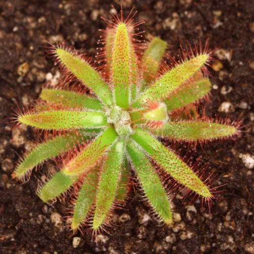 Drosera latifolia 'Jaguariaíva, Paraná, Brazil' Sundew Carnivorous Plants