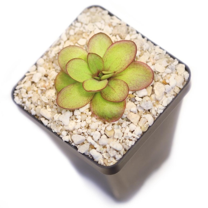 Pinguicula laueana 'Undulate Geranium Flower' Butterwort Carnivorous Plants