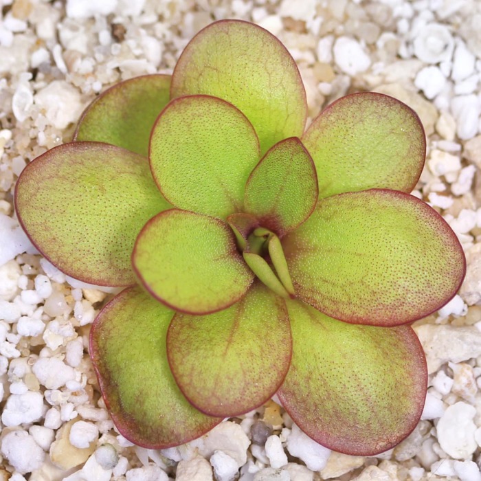 Pinguicula laueana 'Undulate Geranium Flower' Butterwort Carnivorous Plants