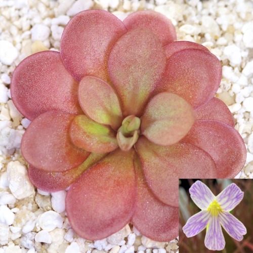 Pinguicula 'Lavender Lacewing' Butterwort Carnivorous Plants