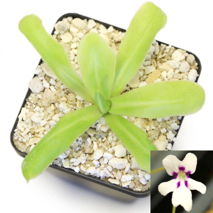 Pinguicula 'ANPA A' Butterwort Carnivorous Plants