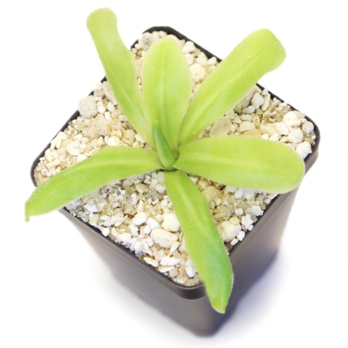 Pinguicula 'ANPA A' Butterwort Carnivorous Plants