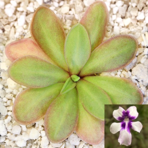 Pinguicula 'ANPA C' Butterwort Carnivorous Plants
