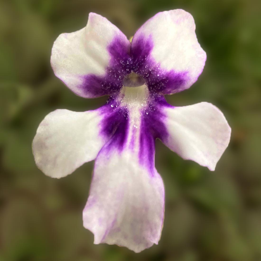 Pinguicula 'ANPA C' Butterwort Carnivorous Plants