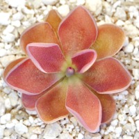 Pinguicula 'PE Formosa'